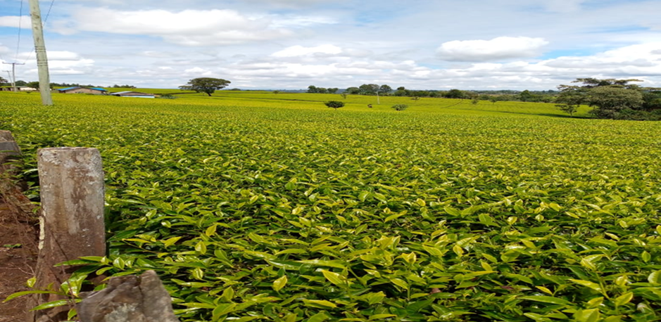 Photo of Tea farm